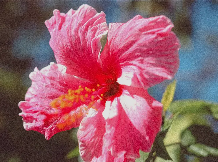 Close-up of a pink hibiscus flower in sunlight