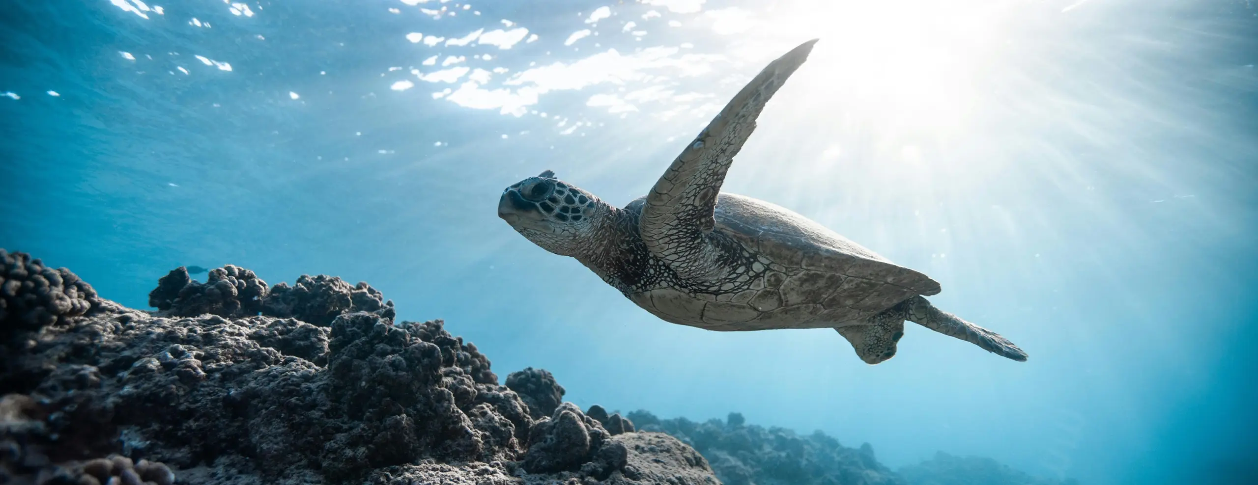 Sea turtle swimming over coral in clear blue water