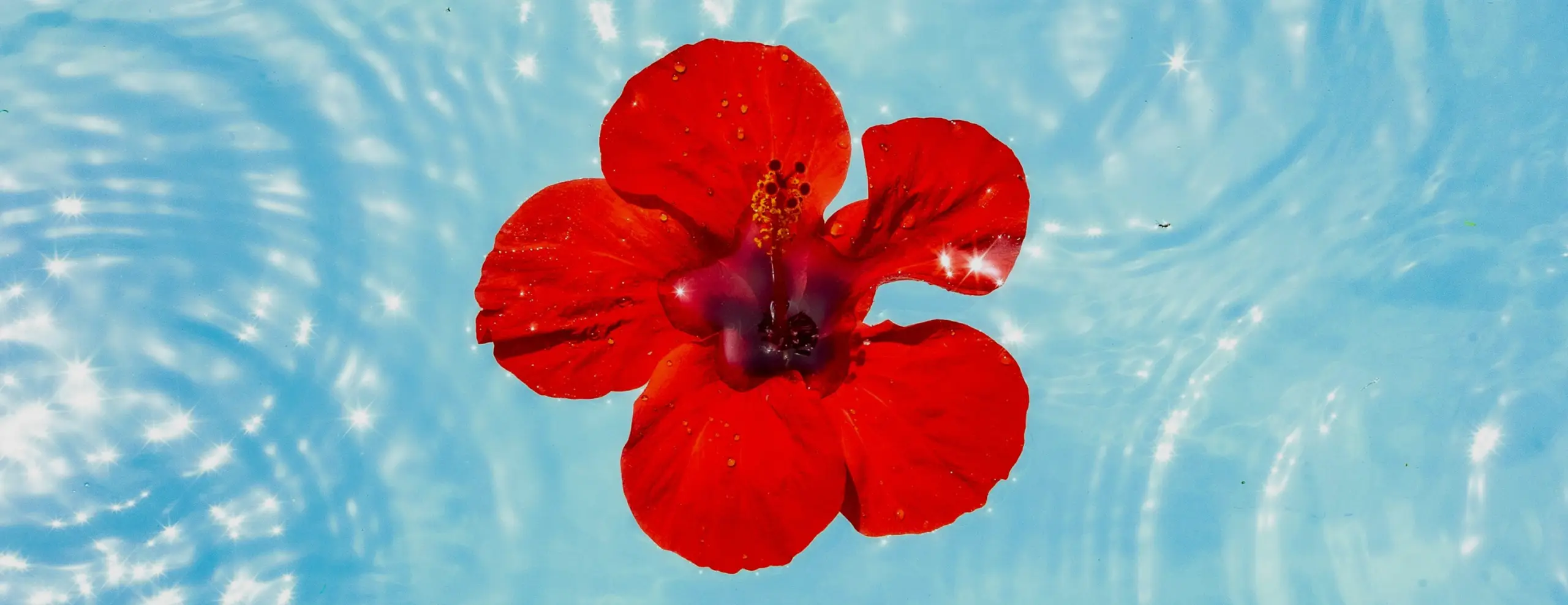 Bright red hibiscus flower floating on clear blue water